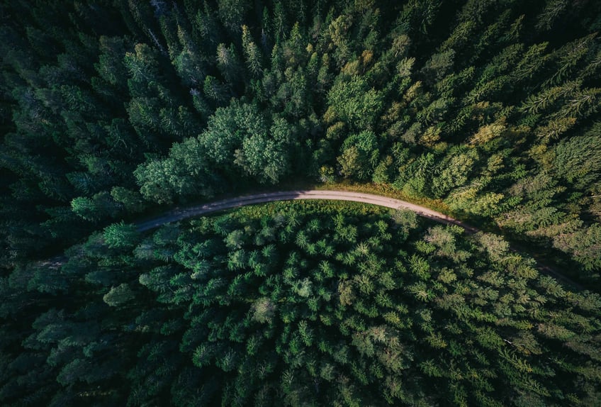 Skog fotad ovanifrån