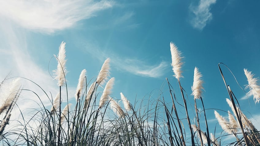 vajande grässtrån i solen mot en klarblå himmel