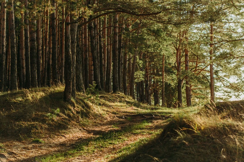 En skogsdunge