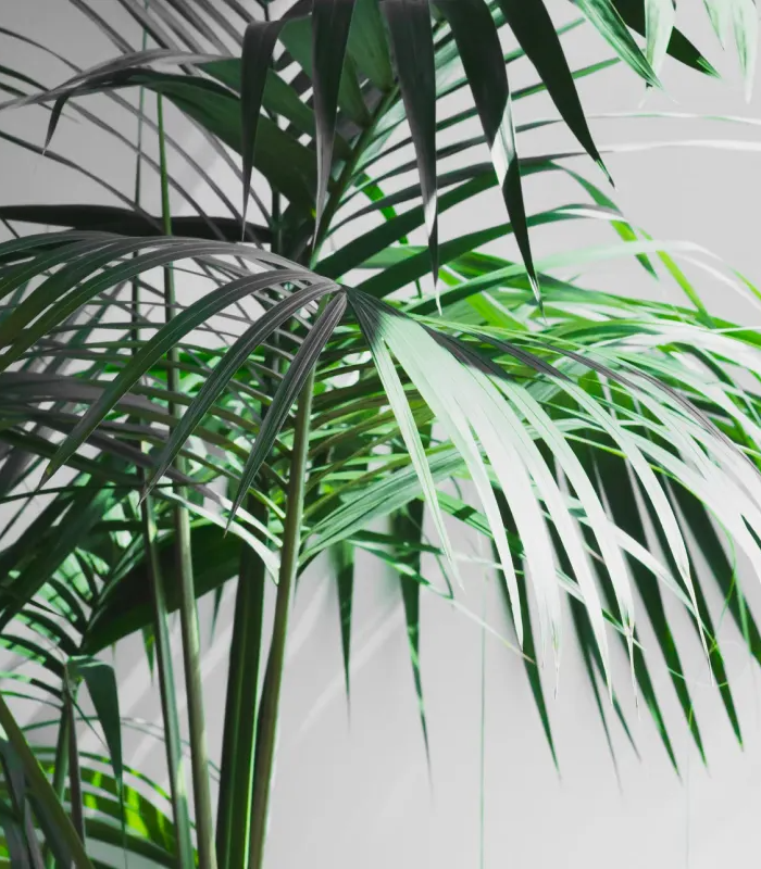 grön palm